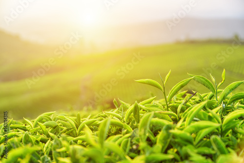 Amazing upper bright green tea leaves in rays of sunset