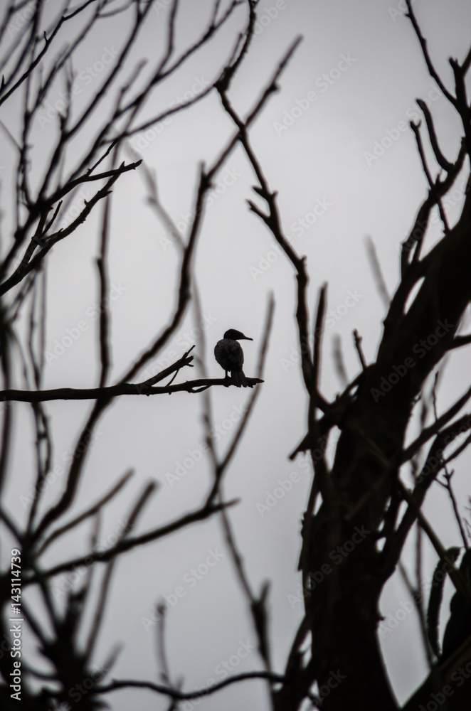 Bird silhouette Bird silhouette