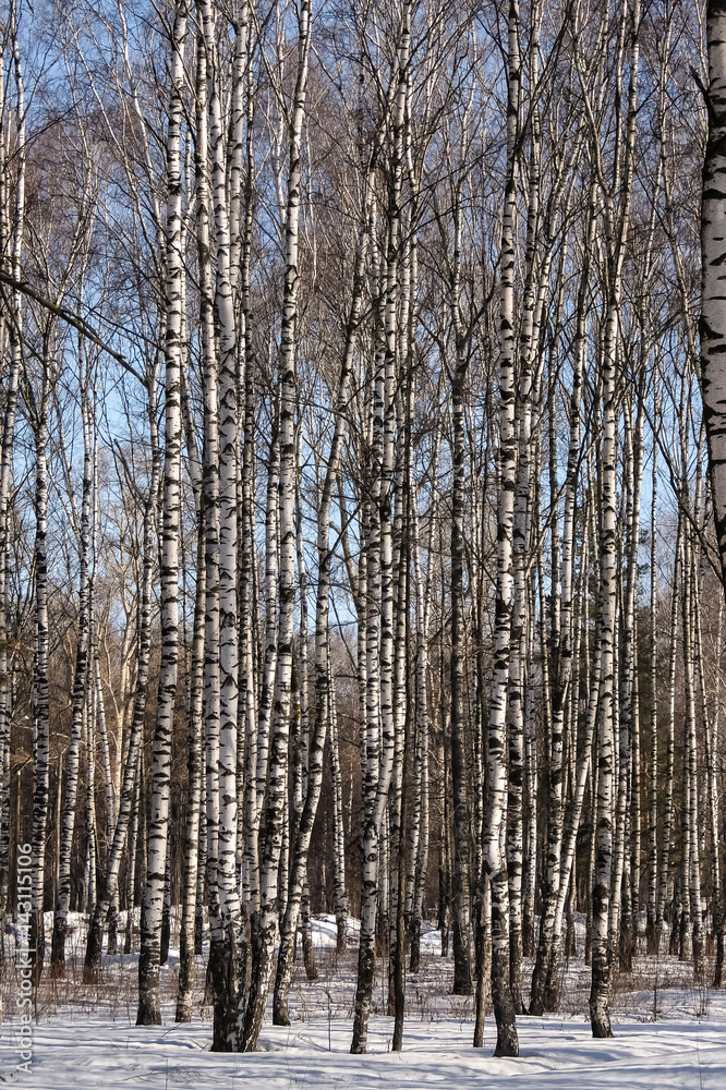 Fototapeta premium Early spring in the birch tree forest