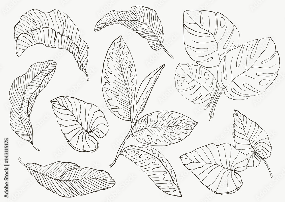 Set Leaf. Exotics. Vintage vector botanical illustration. - obrazy, fototapety, plakaty 