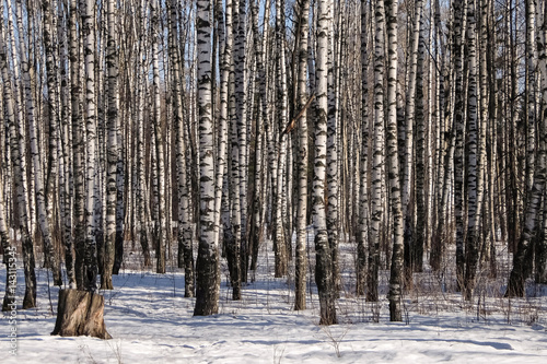Early spring in the birch tree forest