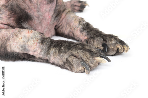 Closeup legs of dog sick leprosy skin problem with white background
