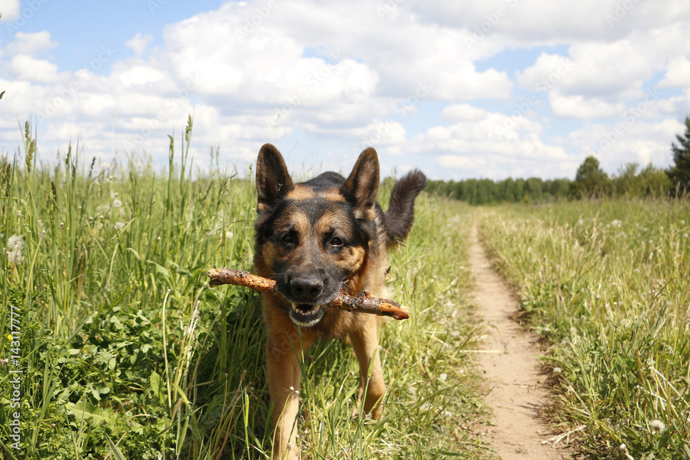 German shepherd dog in sunny day German shepherd dog in sunny day