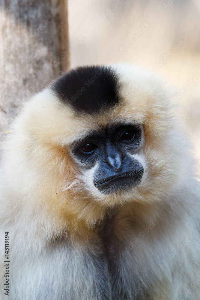 primatte Yellow-cheeked gibbon (Nomascus gabriellae)