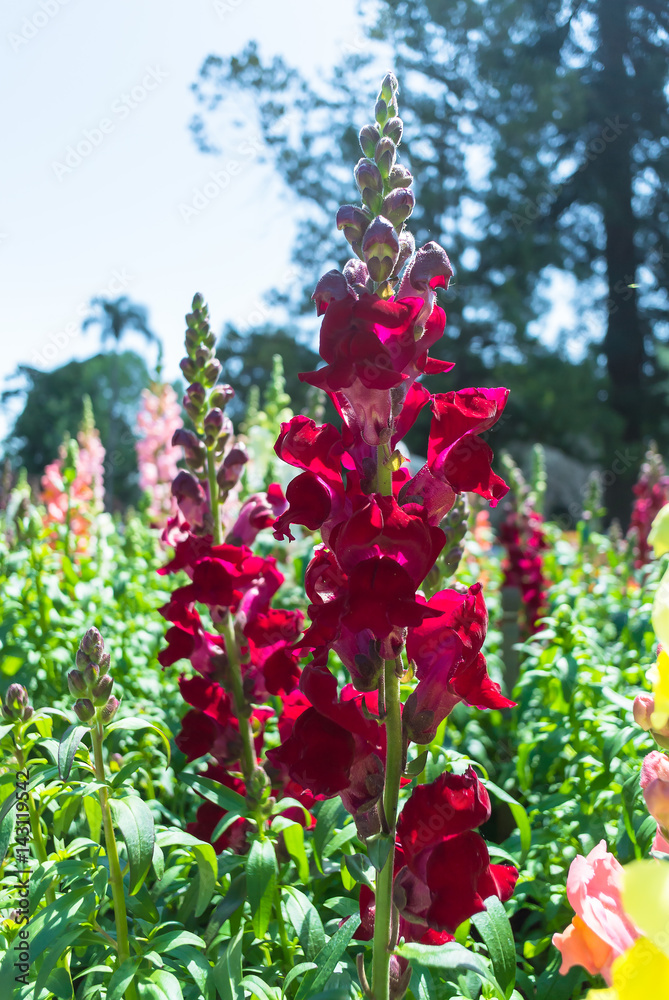 The red lupin flower on the field, Toowoomba, Carnival of Flowers, Australia