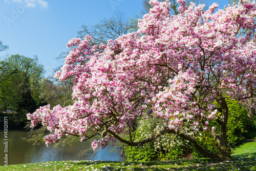 Magnolie (Magnolia × soulangeana) im Kurpark Wiesbaden. April 2017.