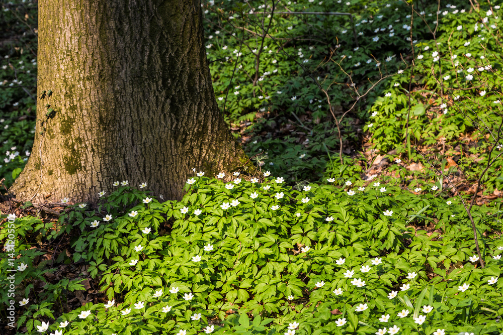 Glade in the forest with white flowers Glade in the forest with white flowers