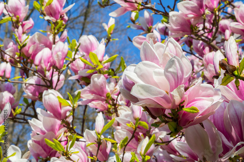 Tulpen-Magnolie (Magnolia × soulangeana) 