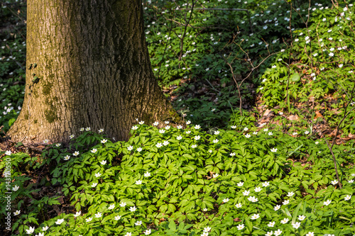 Glade in the forest with white flowers