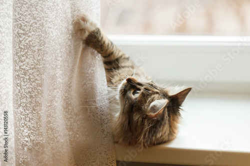 Cat playing with curtains lying on the windowsill