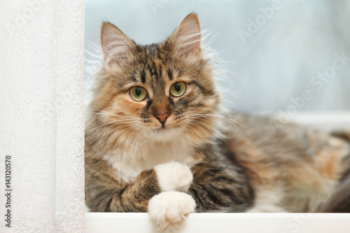 Pensive cat psychologist lies on the windowsill