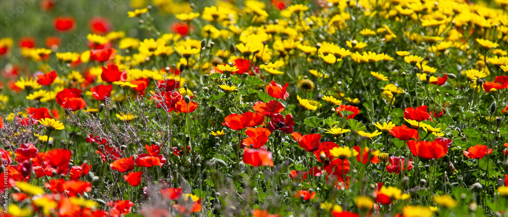 Poppy and Corn Marigold flowers, Paphos Headland, Cyprus.