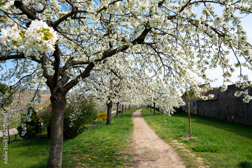 Kirschbaumallee in Kientzheim photo