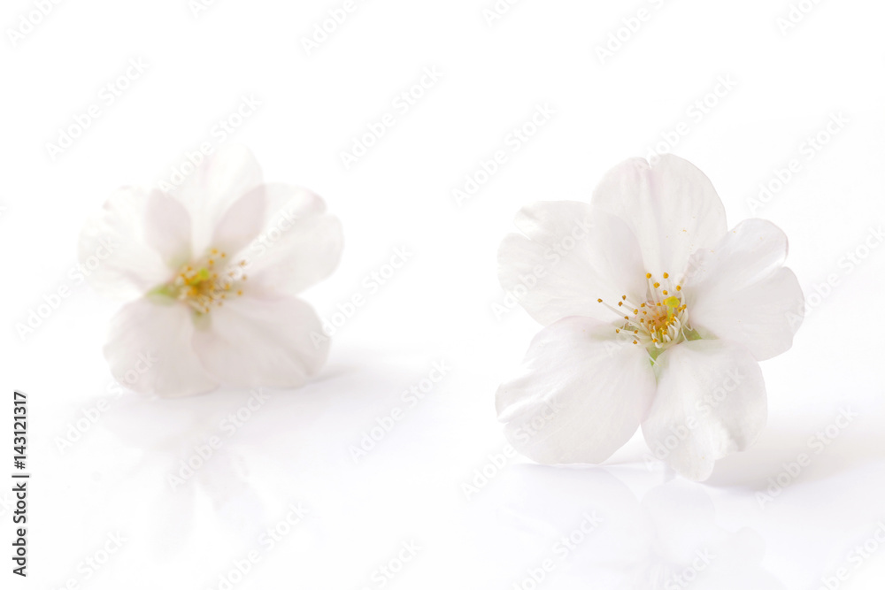 Japanese white cherry blossom isolated #2