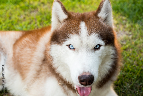 Close up Dog with smile