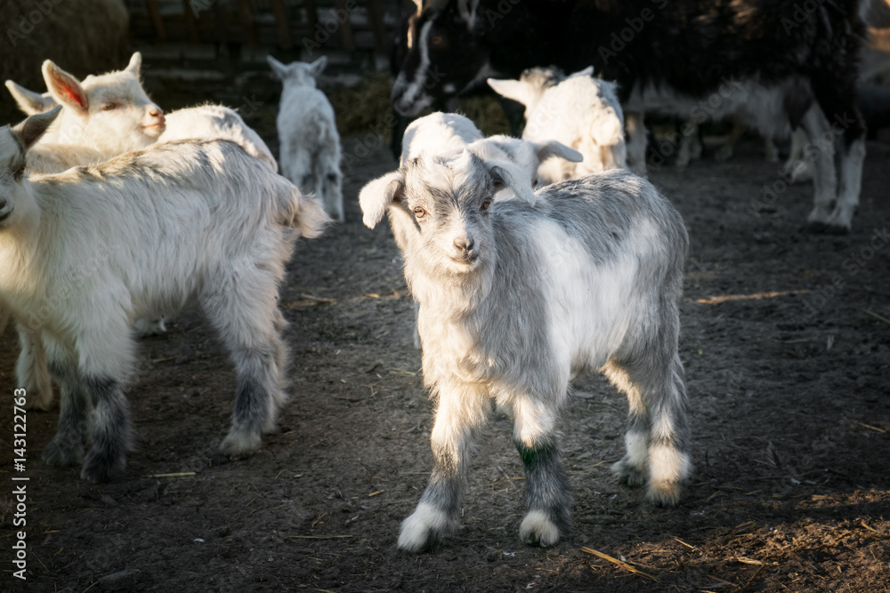 Pets small white goat with gray spots Pets small white goat with gray spots