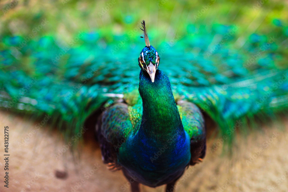 Fototapeta premium Peacock spread out wings wide feathers.