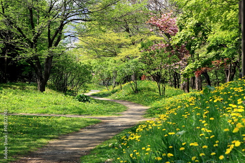 Park in Sapporo city in the spring