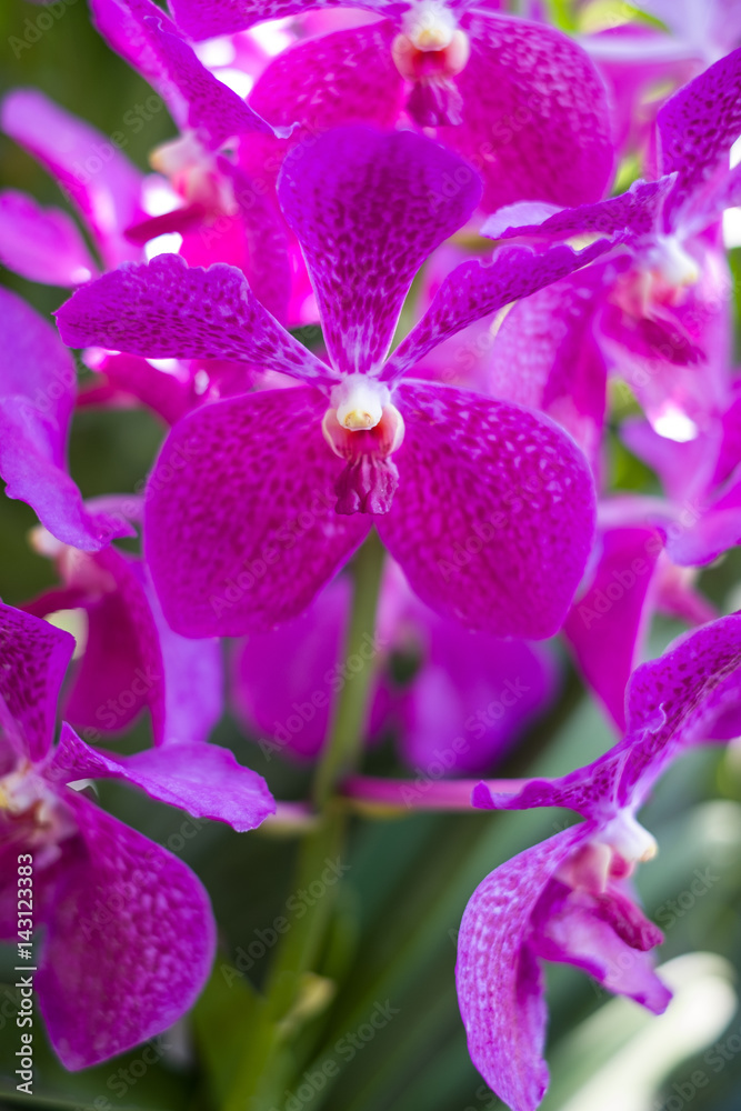 Beautiful orchid in the botanical garden of Singapore Beautiful orchid in the botanical garden of Singapore