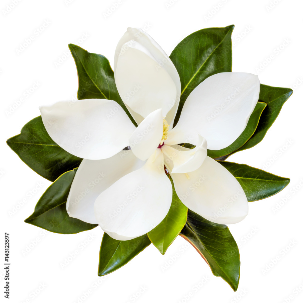 Fototapeta premium Magnolia Flower Top View Isolated on White