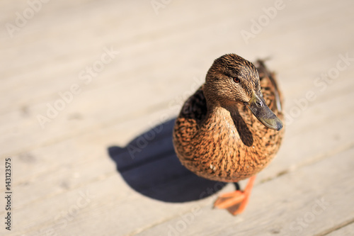 Close-up of female Mallard duck, Anas platyrhynchos, on wooden jetty