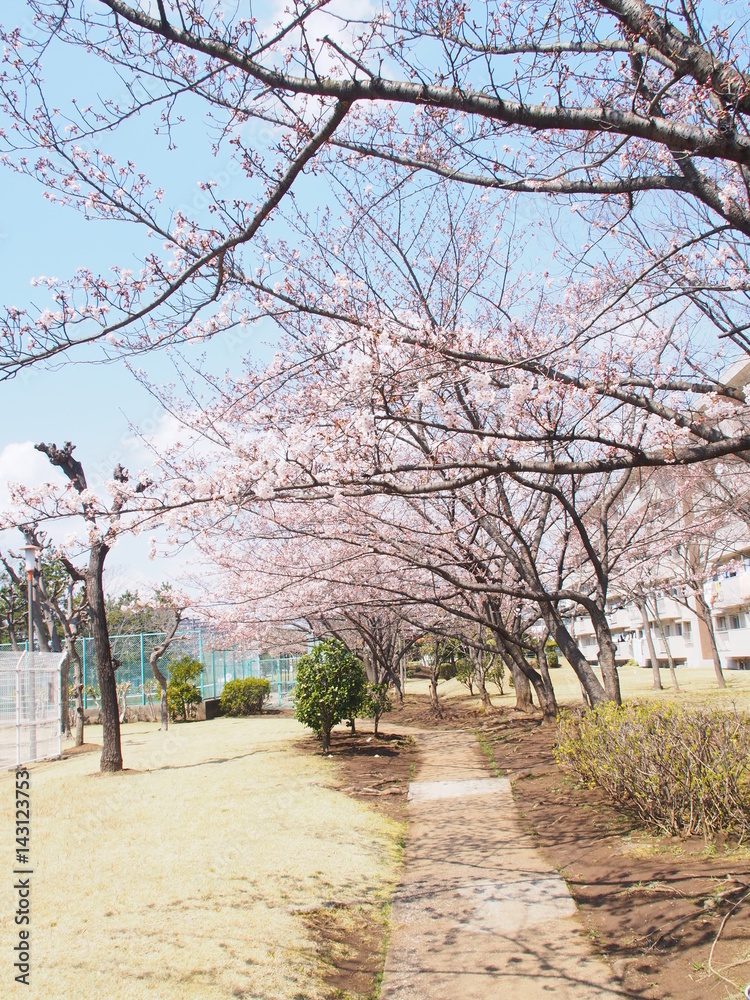 Cherry blossoms in the park of Chiba Japan Cherry blossoms in the park of Chiba Japan