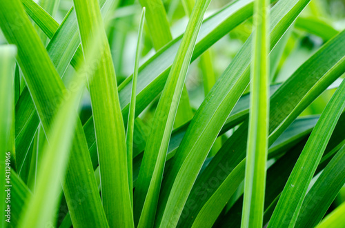 blurred background with fresh green grass