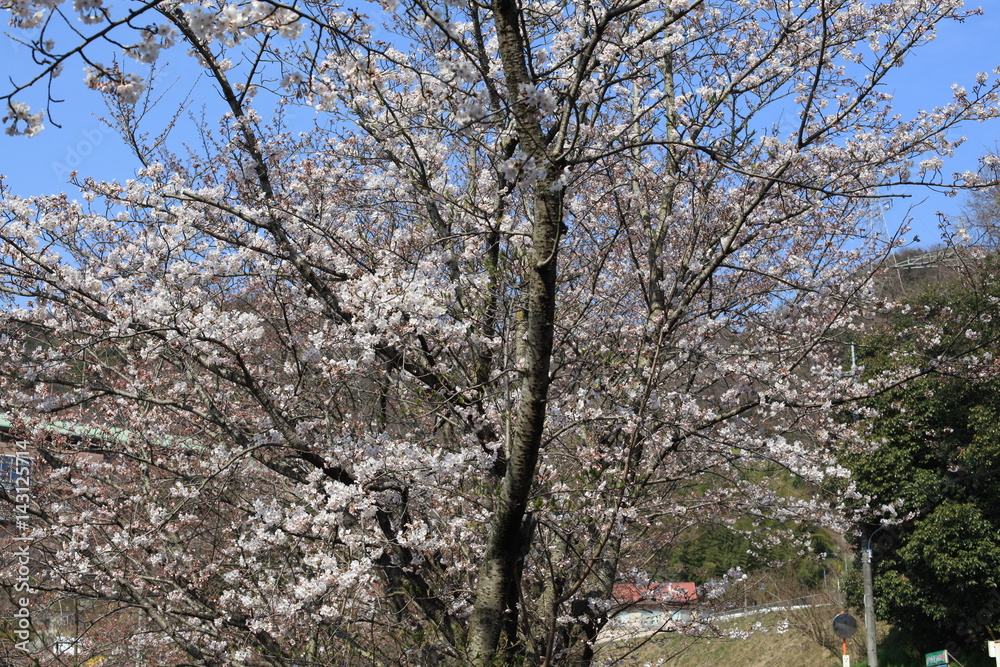 桜の花 桜の花