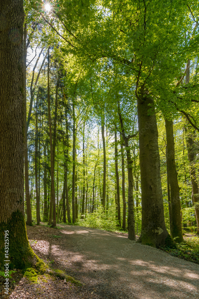 Naklejka premium Waldweg im Frühling in Deutschland, Europa