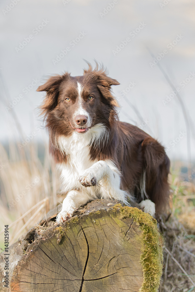 Fototapeta premium Border Collie auf einem Baumstamm liegend