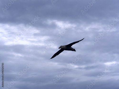Southern Giant Petrel, Macronectes giganteus, in flight, Sea Lion, Falkland Islands © vladislav333222