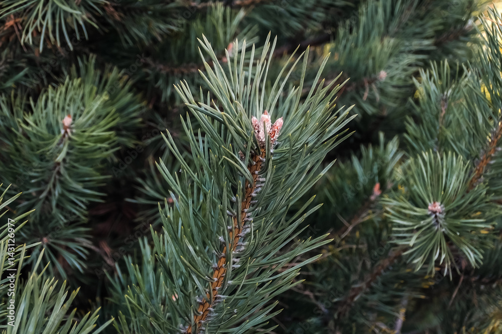 Closeup of blue fir tree branch