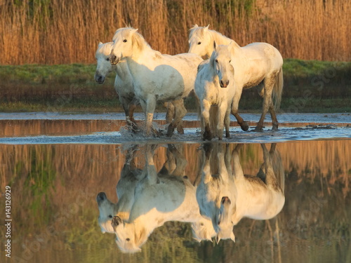 Fototapeta Naklejka Na Ścianę i Meble -  Camargue horses and their reflection in calm water of a pond
