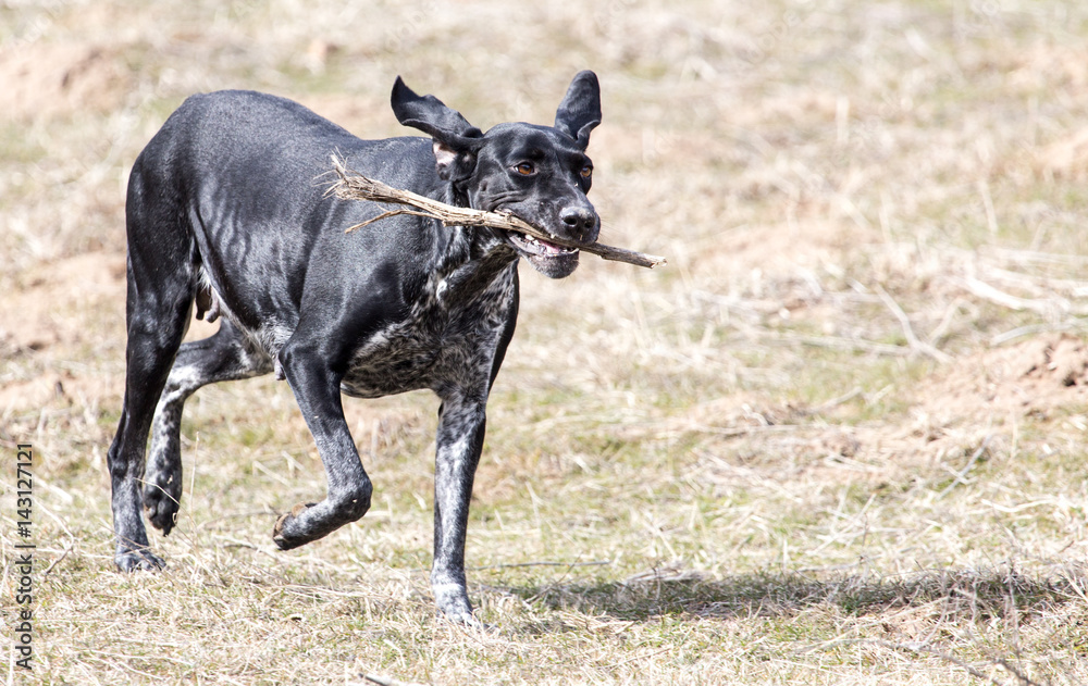 Dog playing with a stick on nature Dog playing with a stick on nature