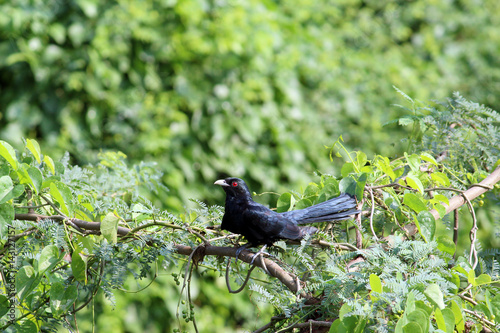 Beautiful Bird