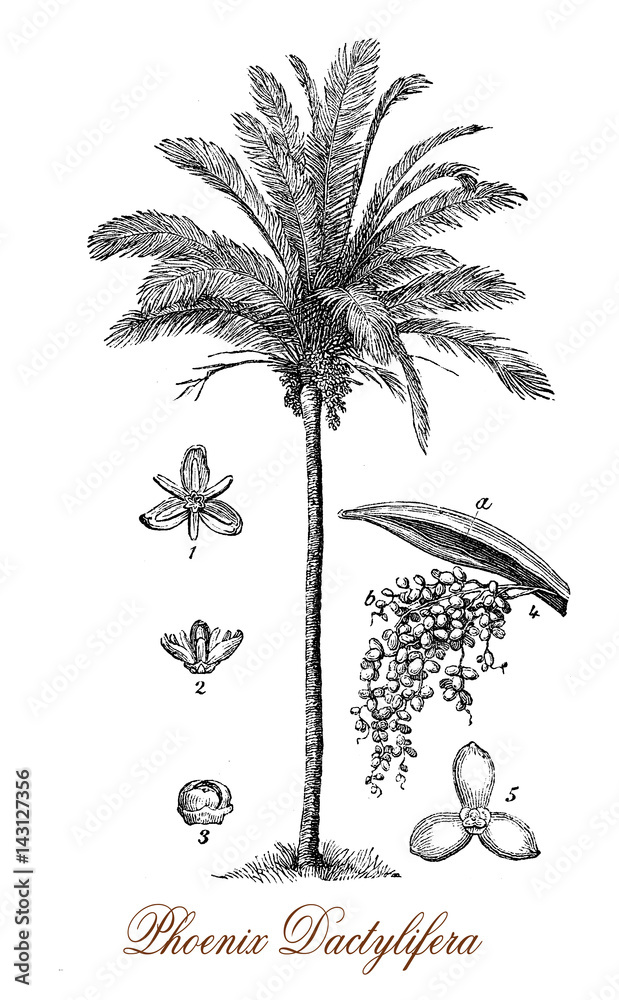 Fototapeta premium Vintage engraving of date palm,flowering plant cultivated for its edible sweet fruit 