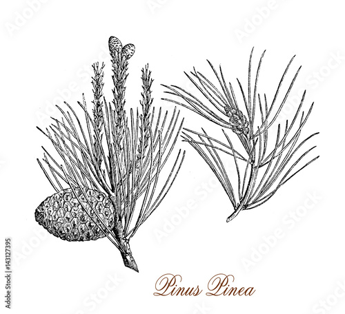 Vintage engraving of stone pine, ornamental tree with umbrella shape native to the Mediterranean region, cultivated for the edible pine nuts  photo