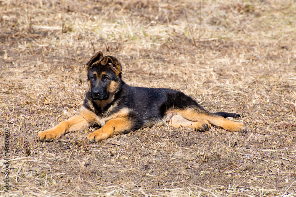 Obraz premium German Shepherd Puppy
