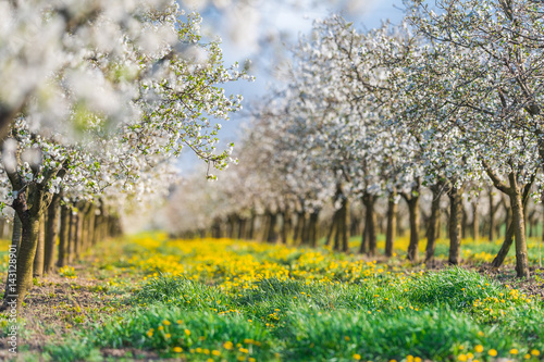 Blossoming apple  orchard in spring time