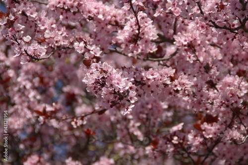 Cherry tree flower