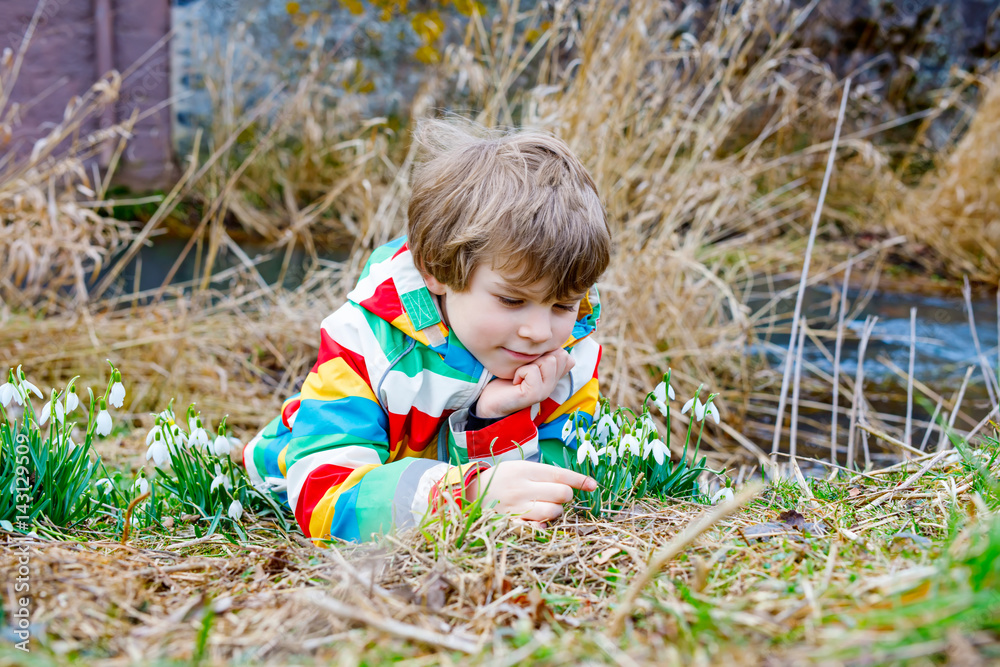 Cute blond preschool kid boy discovering first spring flowers, beautiful snowdrops Cute blond preschool kid boy discovering first spring flowers, beautiful snowdrops