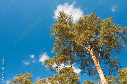 High Tree Branches Evergreen Pine On Blue Sky In Sunny Day View Bottom.