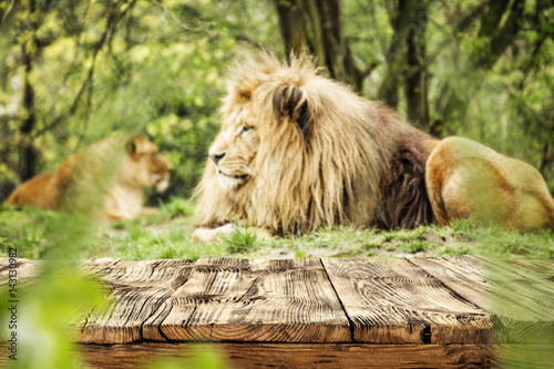 Fototapeta Naklejka Na Ścianę i Meble -  desk of free space and lion 