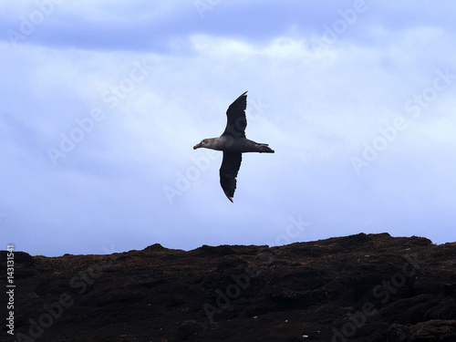 Southern Giant Petrel  Macronectes giganteus  in flight  Sea Lion  Falkland Islands