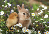 Bunny rabbit and chick are best friends