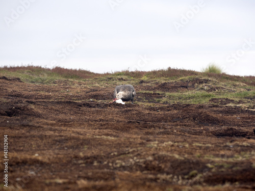 Southern Giant Petrel, Macronectes giganteus eating carrion penguin, Sea Lion, Falkland Islands photo