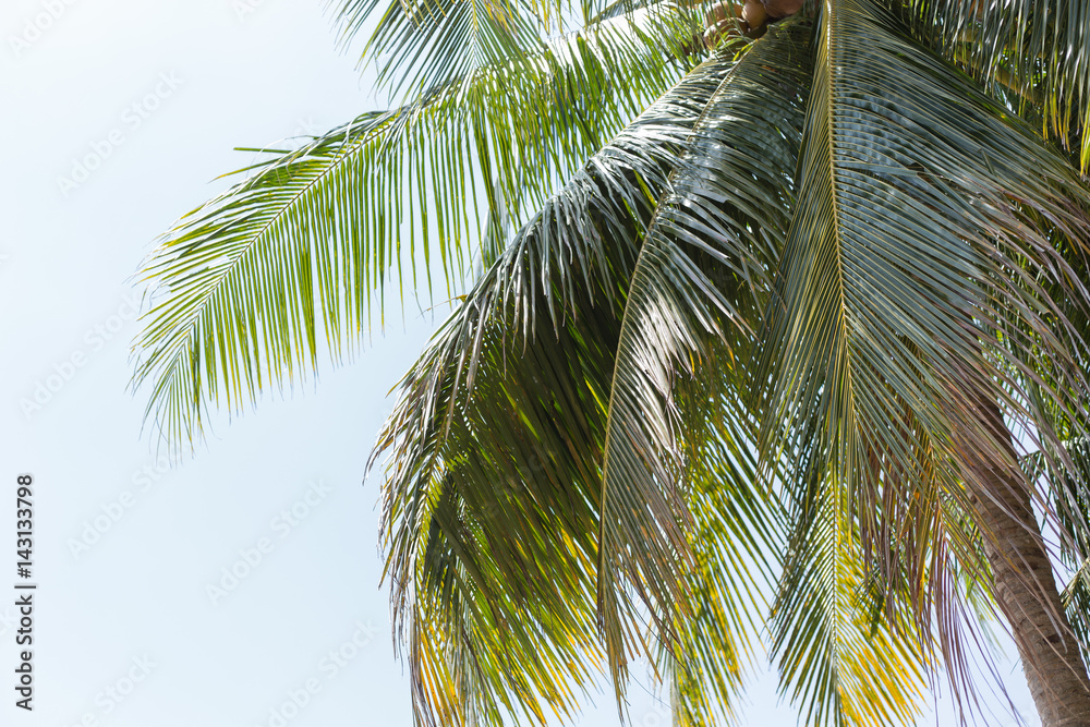 Coconut tree under blue sky and bright sun Coconut tree under blue sky and bright sun