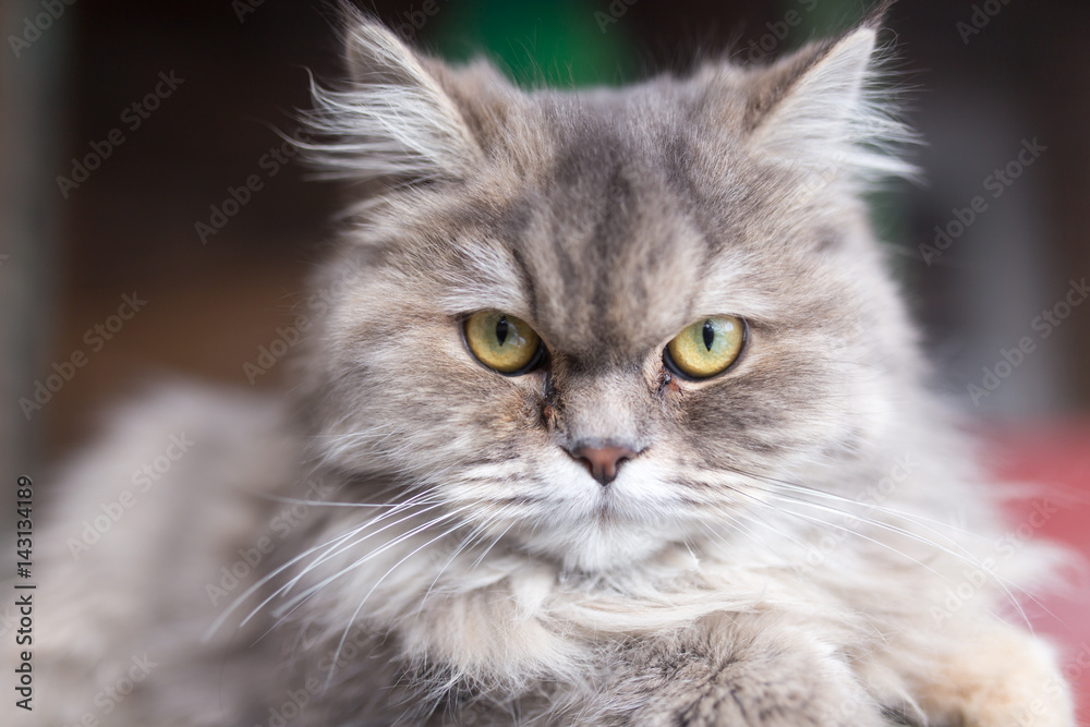 portrait of fluffy cat