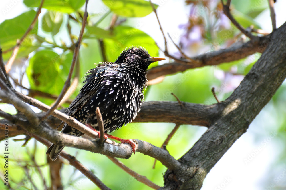Common starling (Sturnus vulgaris) on branch in spring Common starling (Sturnus vulgaris) on branch in spring