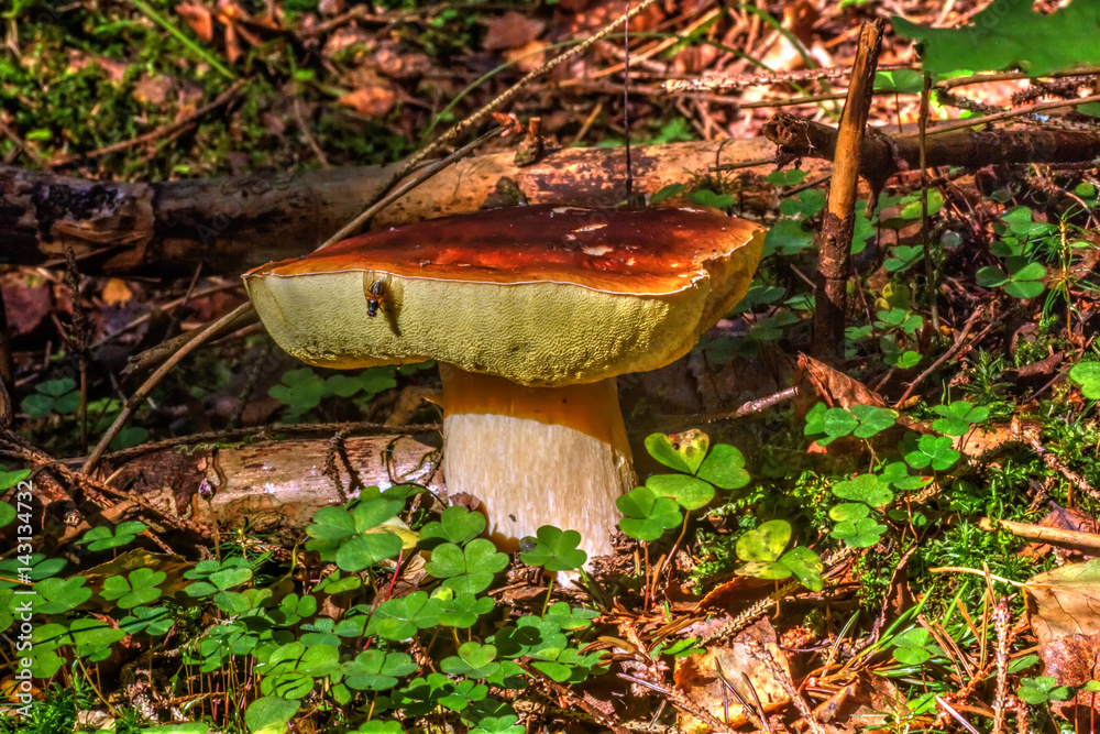 Cepe. Summer wood. The cepe growing in the summer wood.